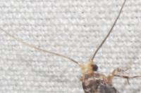 Monopis weaverella