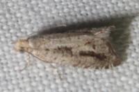 Epinotia granitana