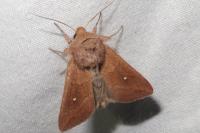Mythimna albipuncta