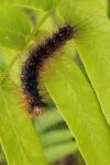 Lymantria dispar