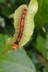 Lymantria dispar