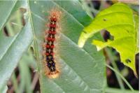 Lymantria dispar