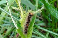 Lymantria dispar