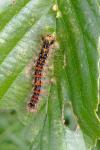 Lymantria dispar