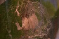 Yponomeuta cagnagella