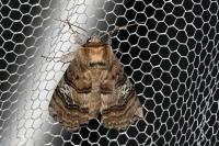 Tethea ocularis
