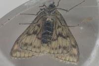 Sitochroa verticalis