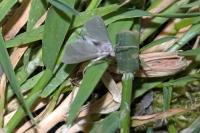 Acentria ephemerella