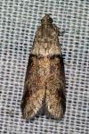 Acrobasis consociella