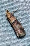 Acrobasis repandana