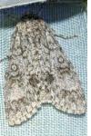 Acronicta megacephala