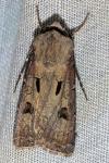 Agrotis exclamationis