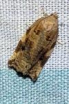 Archips xylosteana