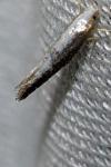 Argyresthia spinosella
