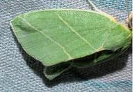 Bena bicolorana