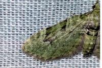Chloroclystis v-ata