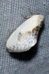Cilix glaucata