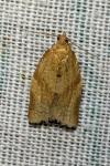Clepsis consimilana