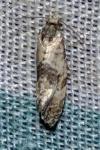 Cochylis molliculana