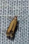 Coptotriche marginea