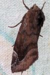 Cosmia pyralina