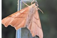 Ennomos erosaria