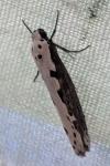 Ethmia bipunctella