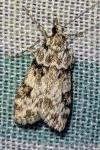 Eudonia delunella