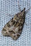 Eudonia mercurella