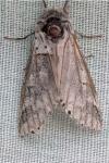 Furcula