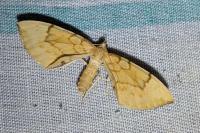 Gandaritis pyraliata