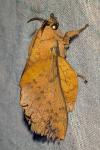 Gastropacha populifolia
