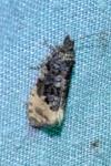 Hedya ochroleucana