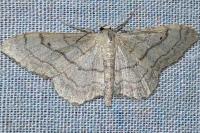 Idaea aversata