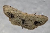Idaea dimidiata