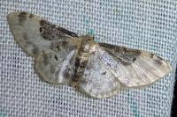 Idaea filicata