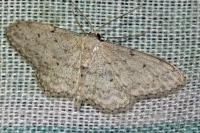 Idaea seriata