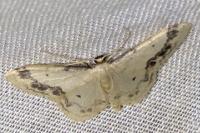Idaea trigeminata