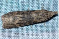 Lamoria anella