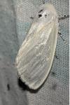 Leucoma salicis
