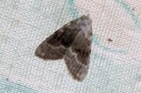 Meganola albula