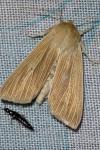 Mythimna pallens
