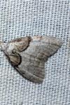 Nola cucullatella