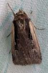 Ochropleura plecta