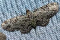 Pasiphila rectangulata