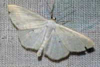 Scopula immutata