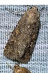 Spodoptera exigua