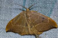 Watsonalla binaria