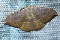 Watsonalla uncinula