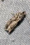 Zeiraphera isertana